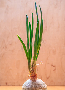 出新摄影照片_健康的可食用植物。洋葱球茎配上新鲜的香葱芽，蔬菜食品里长出新的绿色芽菜。