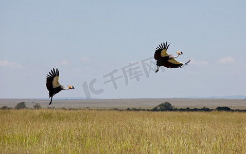赛马摄影照片_肯尼亚马赛马拉草原上的灰冠鹤（Balearica regulorum）