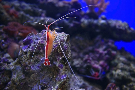 在水下野生动物虾关闭白须龙虾食物
