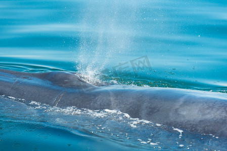 泰国湾的S鲸鱼
