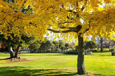 秋天公园摄影照片_美丽的五颜六色的树木和池塘在秋天公园，新西兰