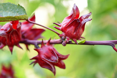 绿叶植物户外摄影照片_玫瑰茄果实植物在树在花园里有绿叶背景/健康饮料天然草本植物的红玫瑰茄，芙蓉sabdariffa 