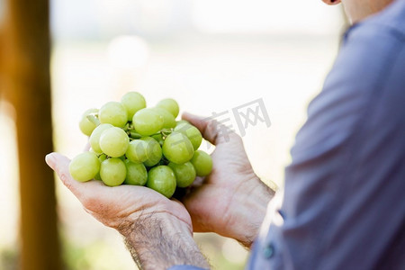 葡萄采摘摄影照片_一名男子在葡萄园里拿着葡萄。葡萄园里握着葡萄的男人手