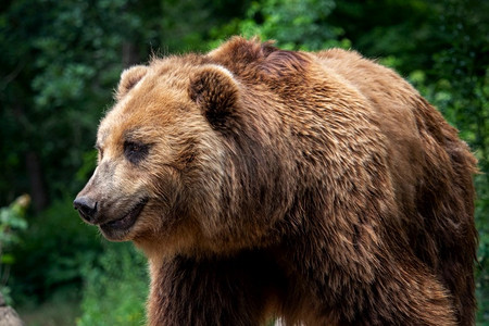 Kamchatka Brown bear（Ursus arctos beringianus）。棕色毛皮大衣，危险和攻击性的动物。来自俄罗斯的大型哺乳动物。