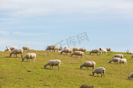 绵羊在绿色的高山草甸，农村场景在新西兰