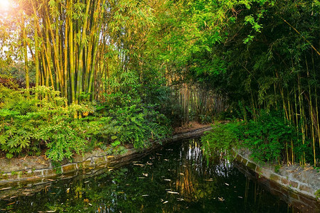 中国成都的竹子公园。中国成都公园