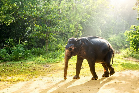 冰山丛林摄影照片_热带丛林里的锡兰野生象。斯里兰卡野生动物