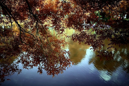 黄太阳摄影照片_秋天的森林景观/黄林、树木和树叶在公园里的十月景观