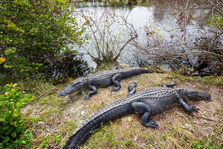 佛罗里达州的鳄鱼鸟类鳄鱼湖