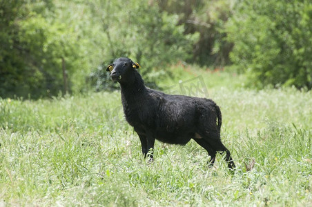 怀孕的喀麦隆黑绵羊