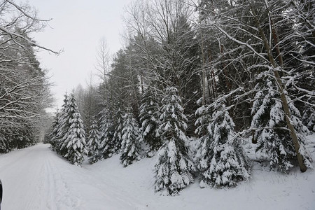 白雪覆盖的林路，冬季的风景