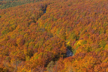 客家掩面摄影照片_日本东北青森森林湿地红叶秋秋季节鸟瞰