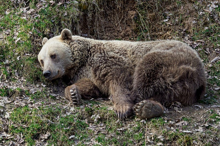 棕熊躺在草地上，熊