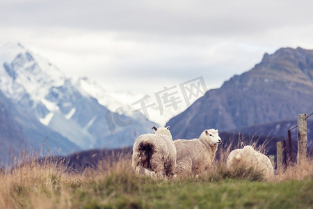 绵羊在绿色的高山草甸，农村场景在新西兰