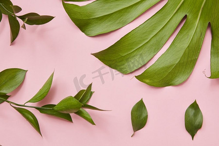 在粉色背景上隔离的绿色树枝和树叶的特写组合。平躺着。孤立的绿叶