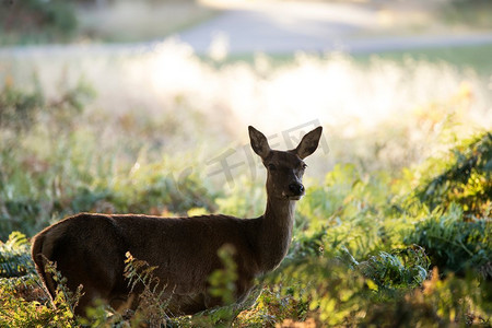 美丽的后母鹿马鹿在斑驳的阳光森林秋天秋天风景