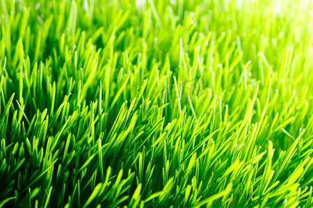 明媚春天摄影照片_绿色新鲜夏天草草甸在阳光特写镜头，阳光明媚的春天背景绿色的夏天草背景