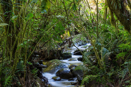 里美摄影照片_热带雨林里流淌着美丽的溪水。哥斯达黎加、中美洲