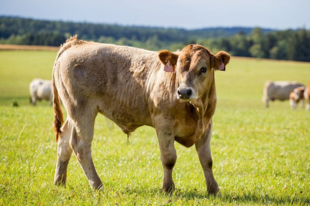 国家环境摄影照片_站在牧场上的年轻公牛。农场动物。