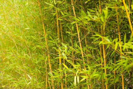 竹杆摄影照片_绿色的竹杆墙，作为放松和宁静的背景。青竹笋