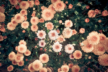 特写镜头花卉背景突出美丽的细节自然菊花背景/使影响的花卉视觉效果
