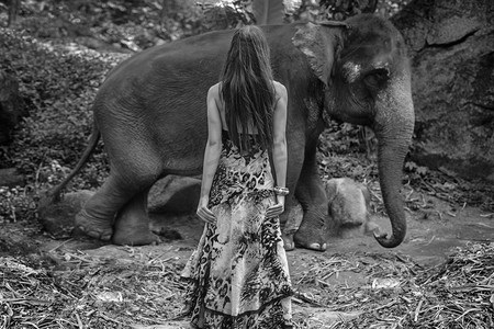 大象大全摄影照片_黑白照片的一个诱人的大象驯服者