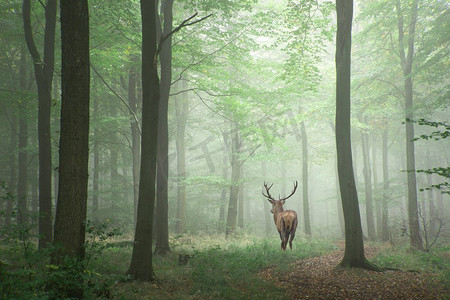 马鹿雄鹿令人惊叹的图象在多雾的秋天五颜六色的森林风景图象