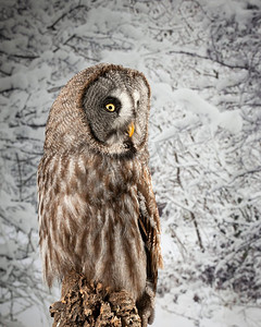 雪冬背景下工作室内的大灰猫头鹰美丽肖像