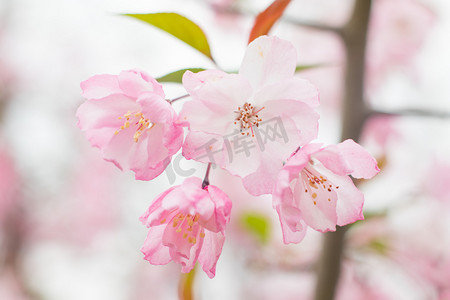 海棠春季花瓣植物绽放摄影图配图