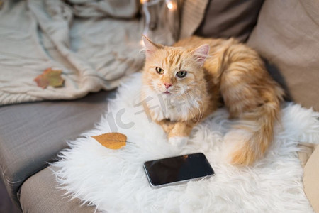拿着手机的猫摄影照片_宠物，卫生和家畜概念-红色猫猫躺在沙发上，家里拿着智能手机。家里拿着智能手机躺在沙发上的红猫