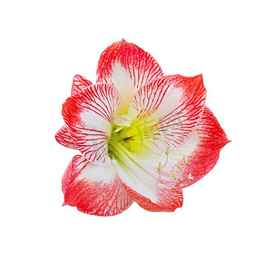 石榴花摄影照片_白色背景上孤立的丁香花