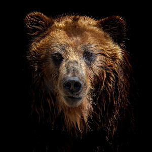 在黑色背景孤立的棕熊正面视图。Kamchatka bear（Ursus arctos beringianus）