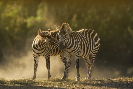 野生动物园摄影照片_一个特写镜头的两只斑马拥抱与模糊的背景。特写镜头两个斑马拥抱与模糊的背景