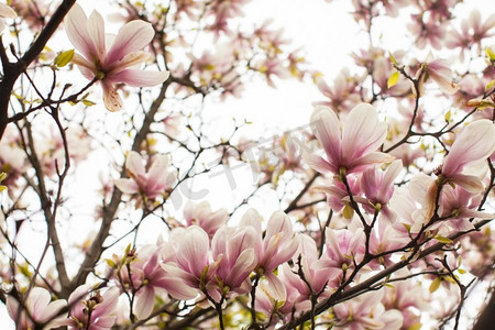 春天开着美丽的粉红色的玉兰树。开花的玉兰