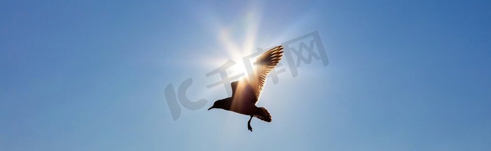蓝天飞行摄影照片_全景网横幅概念轮廓飞行在太阳前面的鸟在蓝天