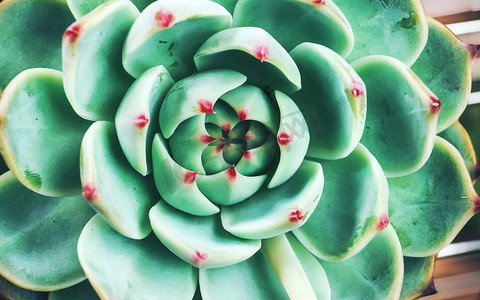 异国多肉植物的惊人特写多肉植物石莲花