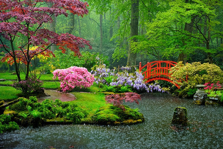 小桥梁在雨的日本花园，公园Clingendael，海牙，荷兰。荷兰海牙公园Clingendael日本花园