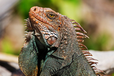 中环摄影照片_哥斯达黎加的野生绿鬣蜥