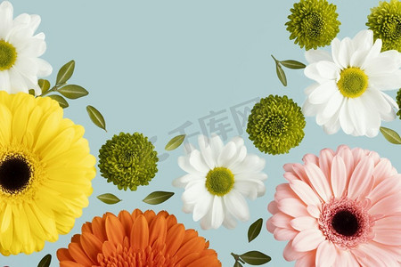 春天的雏菊非洲菊。分辨率和高质量的美丽照片。春天的雏菊非洲菊。高品质美丽的照片概念
