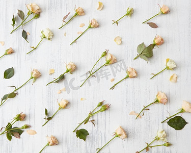 与玫瑰的浪漫花卉背景在白色，情人节背景。背景玫瑰