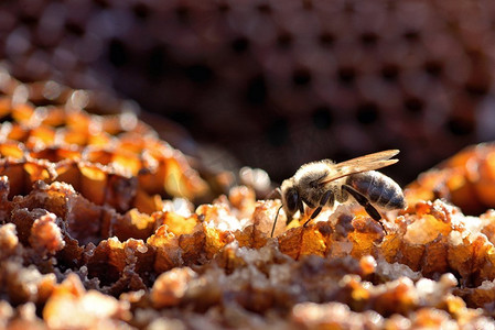 亲爱摄影照片_宏蜜蜂在一个蜂巢上的蜂巢