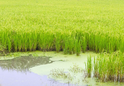 泰国美丽的稻田