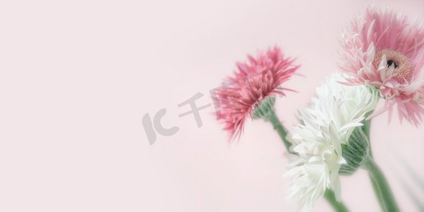 粉色背景活动摄影照片_粉色花朵，粉色背景，正视，特写，横幅