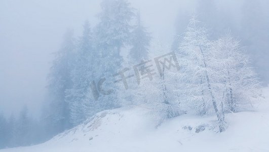 覆盖着霜冻的冻树。山上雾蒙蒙的雪天早晨