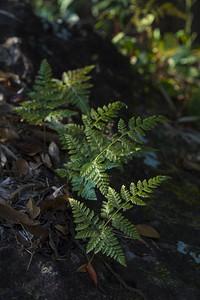 绿色矢量摄影照片_森林深处的热带植物，大自然的阳光