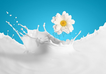牛奶飞溅的画面。彩色背景下的牛奶溅起甘菊的图像