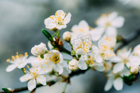 白色梅花摄影照片_白梅花开在春天