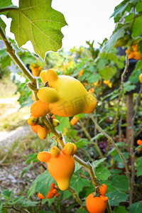 卡通水果农场摄影照片_乳头水果黄色茄子在树在花园里/Solanum mammasum刺Popolo 
