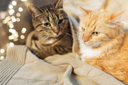 宠物，圣诞节和卫生概念-冬天两只猫躺在家里盖着毯子。两只猫躺在家里盖着毯子