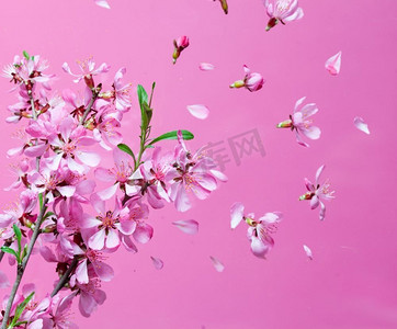 美丽的花朵在粉色的背景上绽放春花。春季开花大爆炸